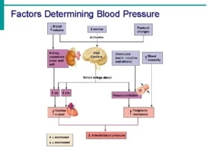 Factors determining the arterial blood pressure and coronary circulation Factors determining the arterial blood pressure