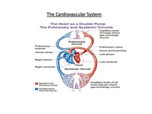 Physiology of the circulatory system