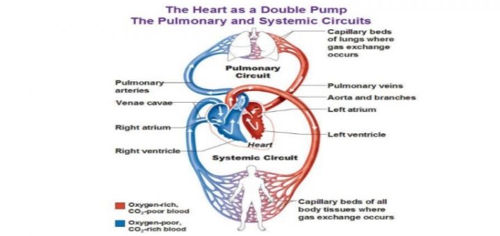 Physiology of the circulatory system