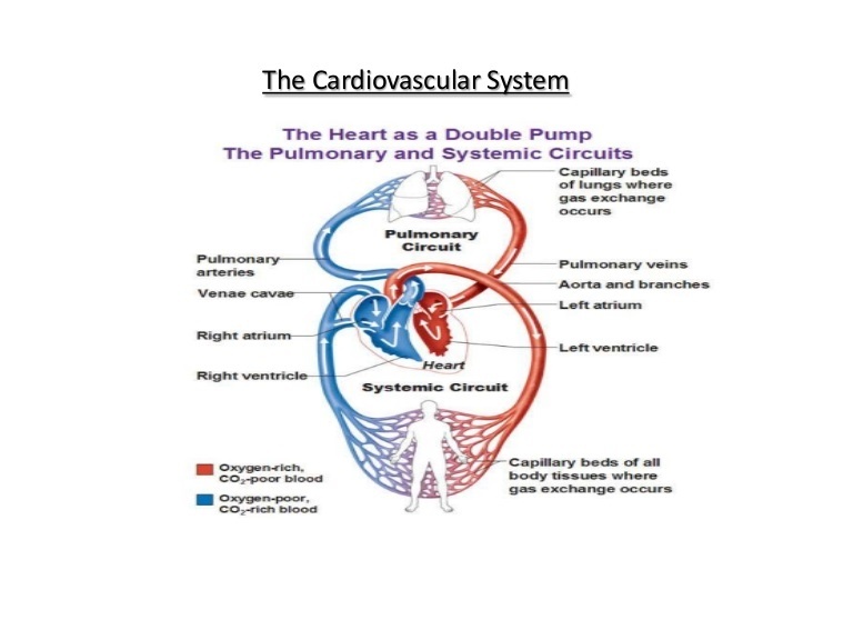 Physiology of the circulatory system & How does the circulatory system