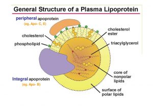 Plasma lipoproteins