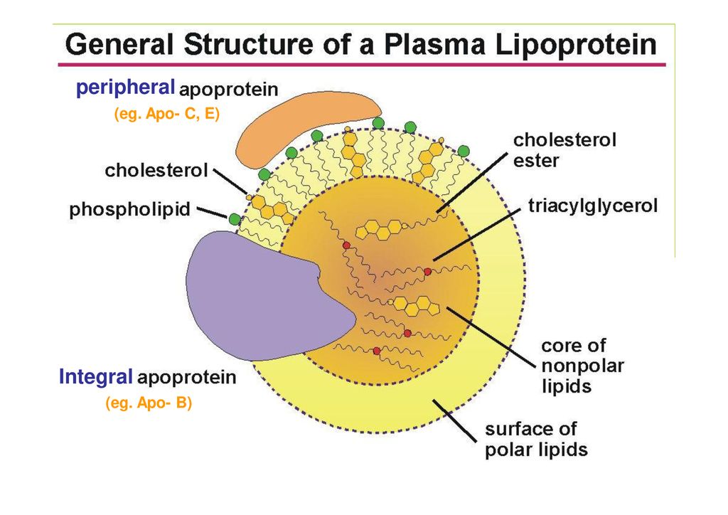Lipoproteins, Metabolism of chylomicrons, plasma cholesterol, Lipotropic factors and fatty liver