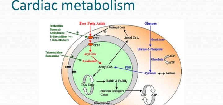 Regulation of myocardial metabolism