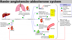 Renin-angiotensin vasoconstrictor system 