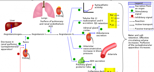 Renin-angiotensin vasoconstrictor system