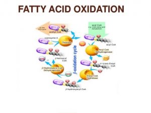 types of fatty acids oxidation