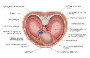 Diaphragm anatomy