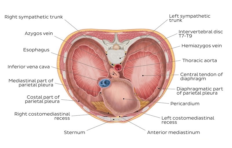 Diaphragm Anatomy Science online