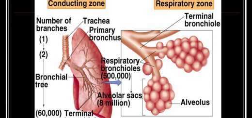 Histology of respiratory portion