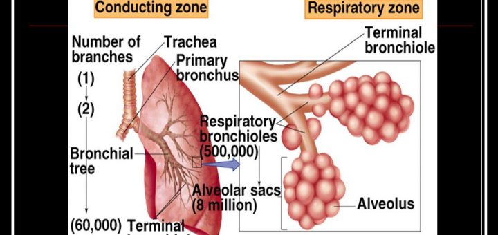 Histology of respiratory portion