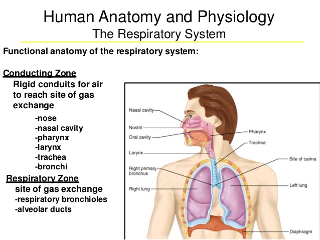 Respiratory system | Science online