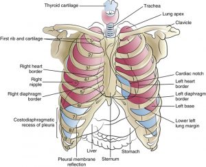 Trachea and Thoracic cavity 