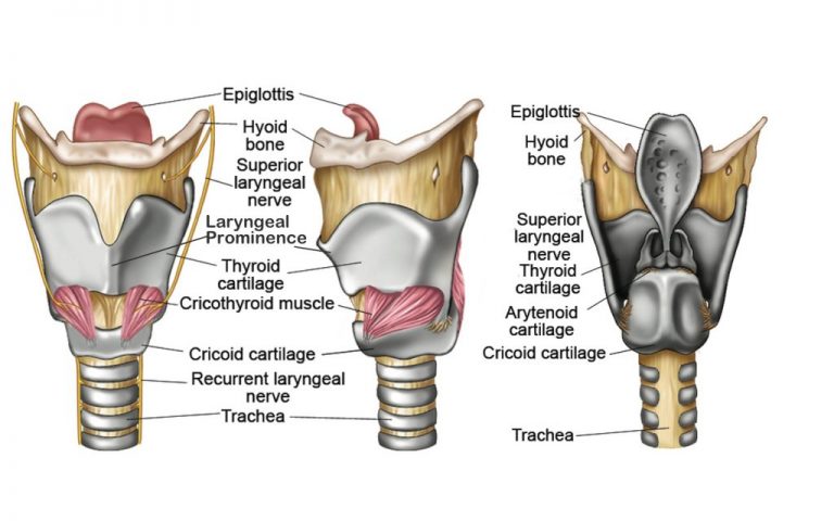 Larynx structure, function, cartilages, muscles, blood supply & vocal