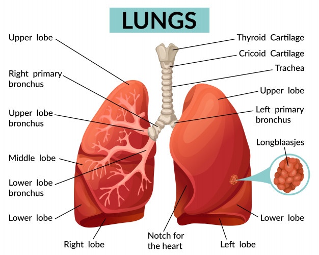Lung structure, borders, Lobes, Fissures and Bronchopulmonary segments Science online