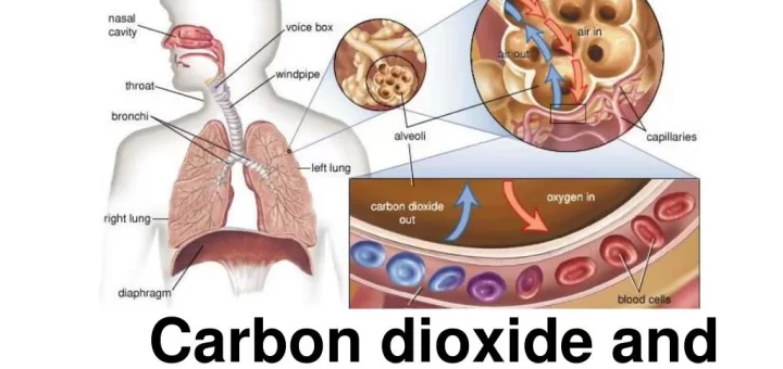 Carbon dioxide transport