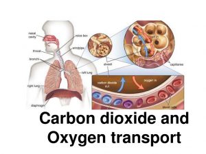 Carbon dioxide transport