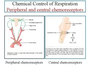 Central and Chemical regulation of ventilation, Central and Peripheral chemoreceptors Central & Peripheral chemoreceptors