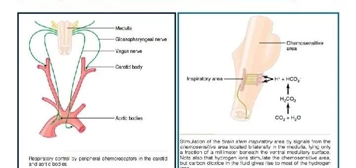 Central & Peripheral chemoreceptors