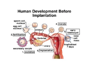 Genital system diseases, Structure of ovum and sperm, Fertilization and embryo formation Fertilization and embryo formation in human