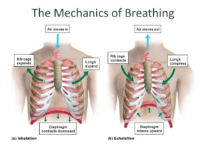 Mechanics of Pulmonary Ventilation and Pressure changes during Respiratory cycle Mechanics of Pulmonary Ventilation