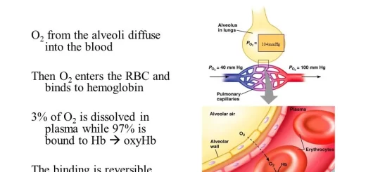 Oxygen transport by blood