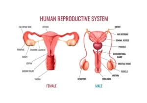 Reproduction in Humans, Structure of Male and Female reproductive (genital) system Reproduction in Humans