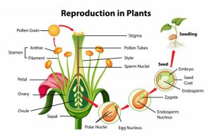 Steps of sexual reproduction in plants