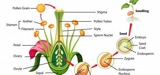 Steps of sexual reproduction in plants