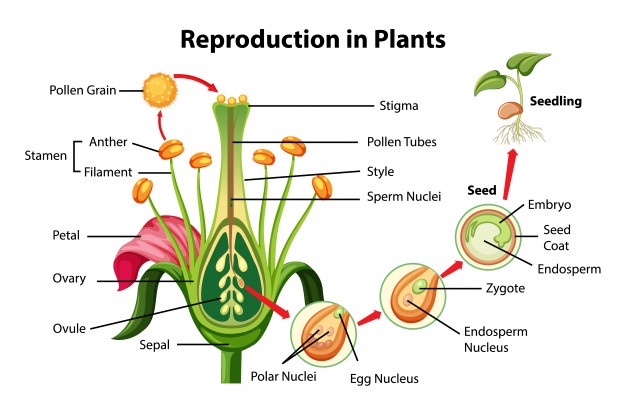 essay about plant reproduction