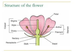 Types of reproduction in plants, Typical flowers Structure and sex of flower Structure of the flower