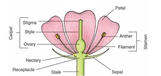 Structure of the flower