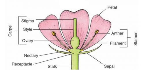 Structure of the flower
