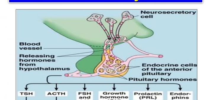 Anterior pituitary gland