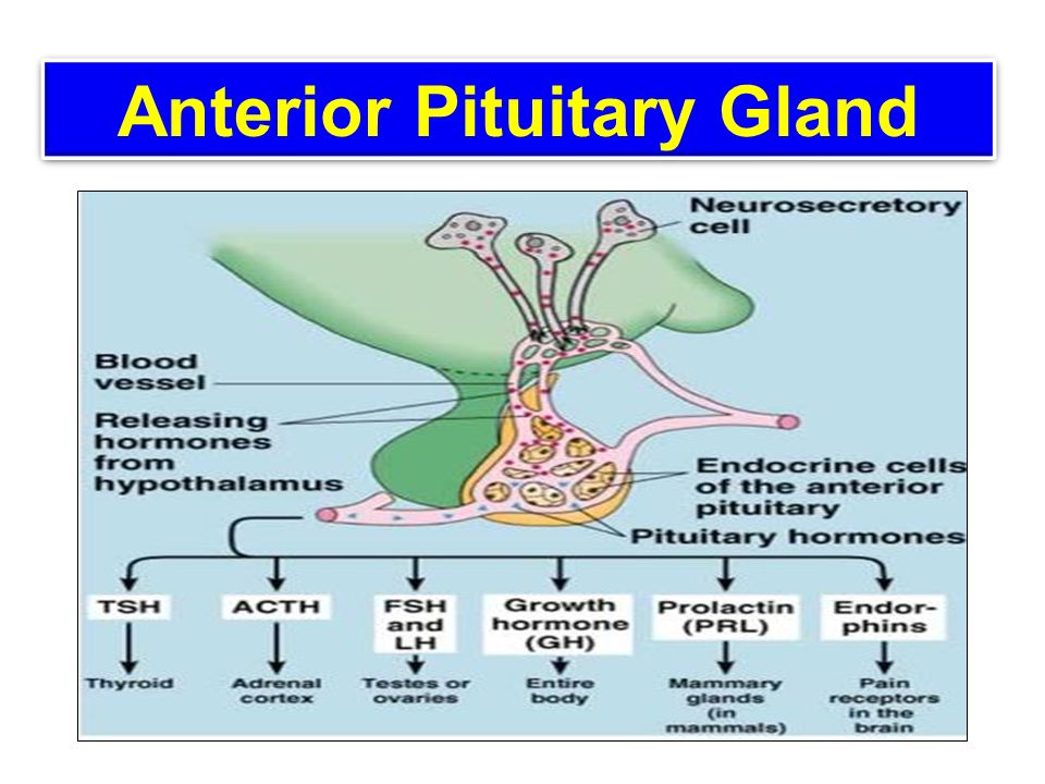 pituitary gland hormones pituitary gland hormones