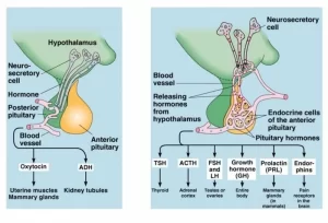 Anterior pituitary gland