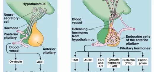 Anterior pituitary gland