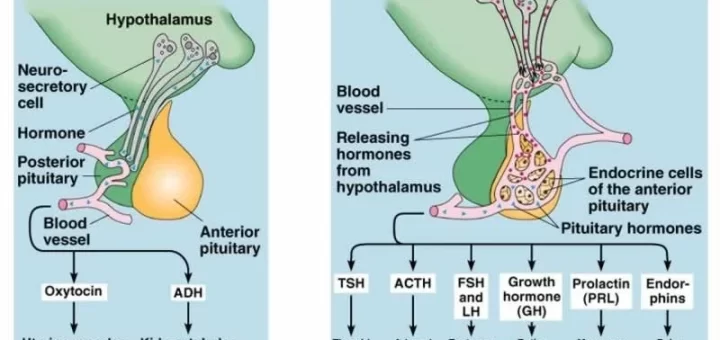 Anterior pituitary gland