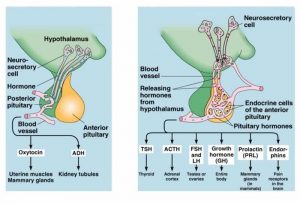 Anterior pituitary gland function, hormones, location & Effects of