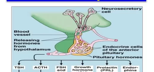Anterior pituitary gland
