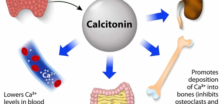 Calcitonin hormone
