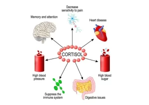 Glucocorticoid (cortisol) function, Effects of cortisol on skeletal muscle and circulatory system Cortisol function