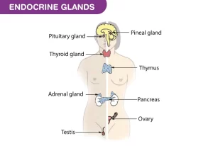 Endocrine system