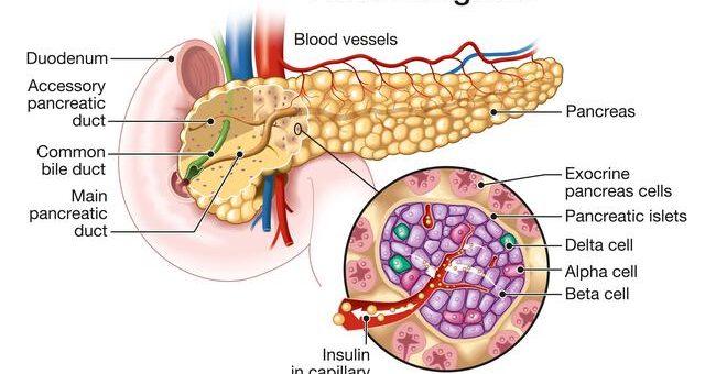 Histology of pancreas