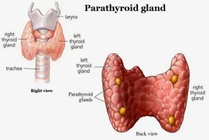 Parathyroid gland anatomy, structure, function, hormones and Tetany types Parathyroid gland