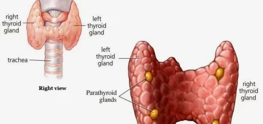 Parathyroid gland