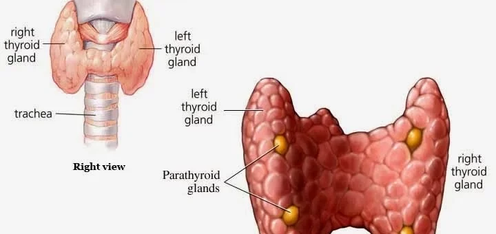 Parathyroid gland