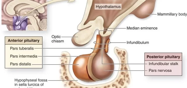 Pituitary gland