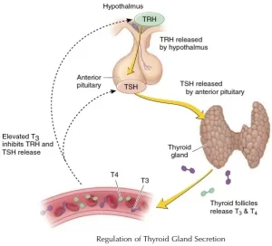 Regulation of Thyroid hormone secretion