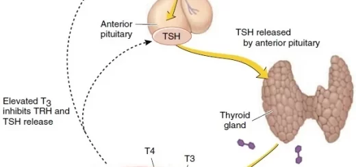Regulation of Thyroid hormones secretion, Effects of Hyperthyroidism and hypothyroidism
