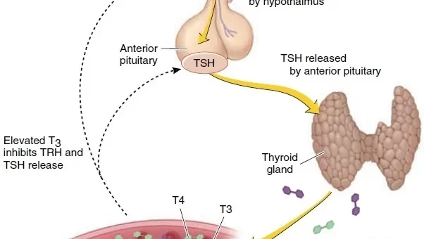 Regulation of Thyroid hormones secretion, Effects of Hyperthyroidism and hypothyroidism